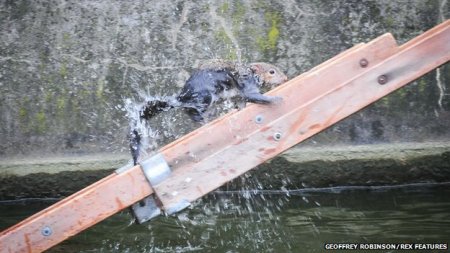A firefighter coaxed the stranded squirrel on to a ladder being used as a makeshift bridge
